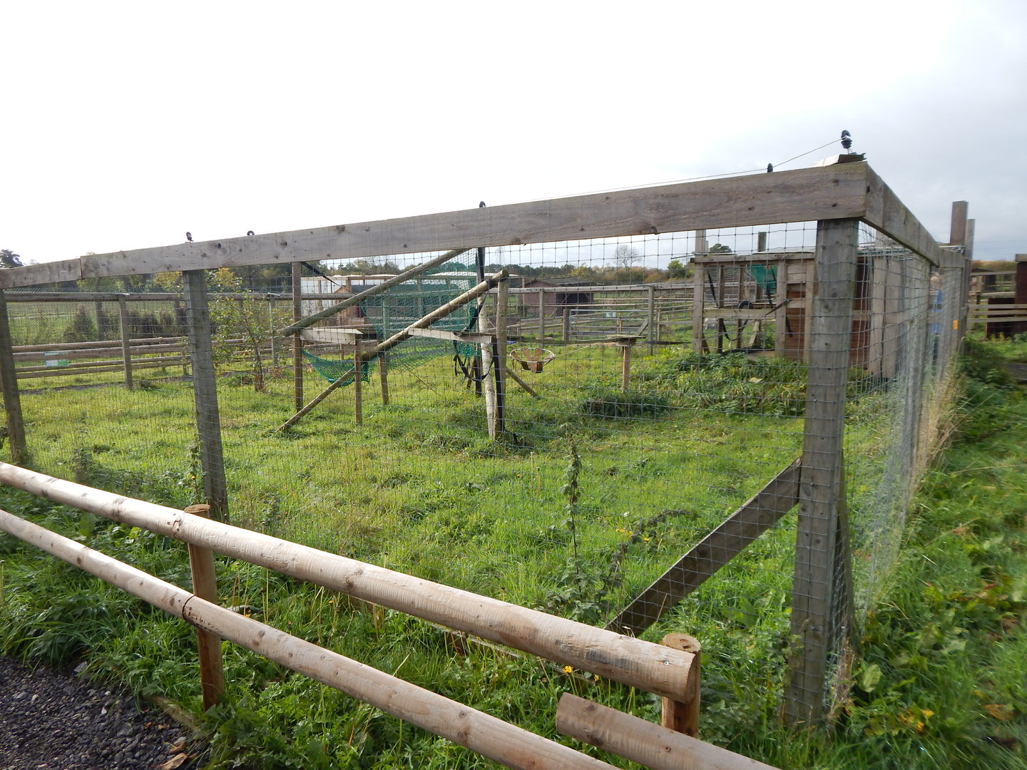 Black lemur enclosure 231022