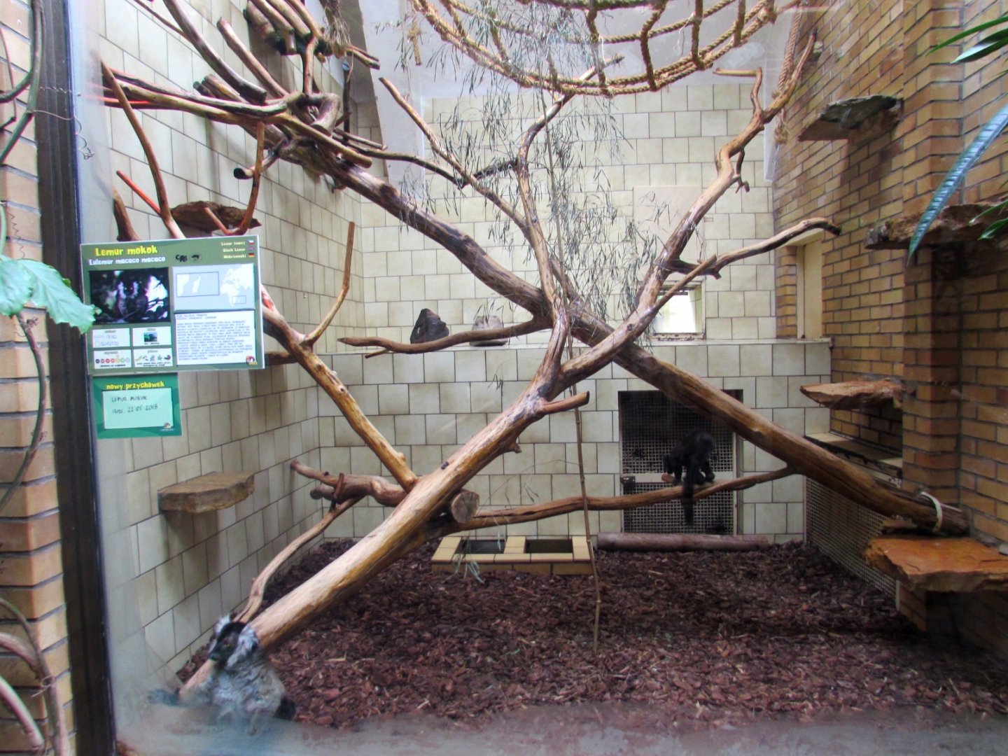 Black Lemur enclosure