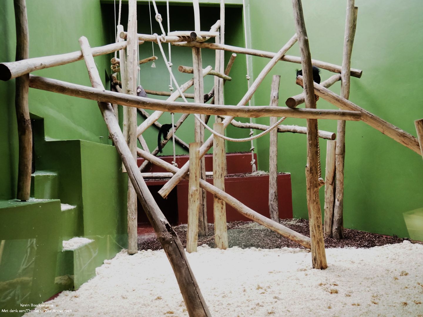 Black lemur enclosure