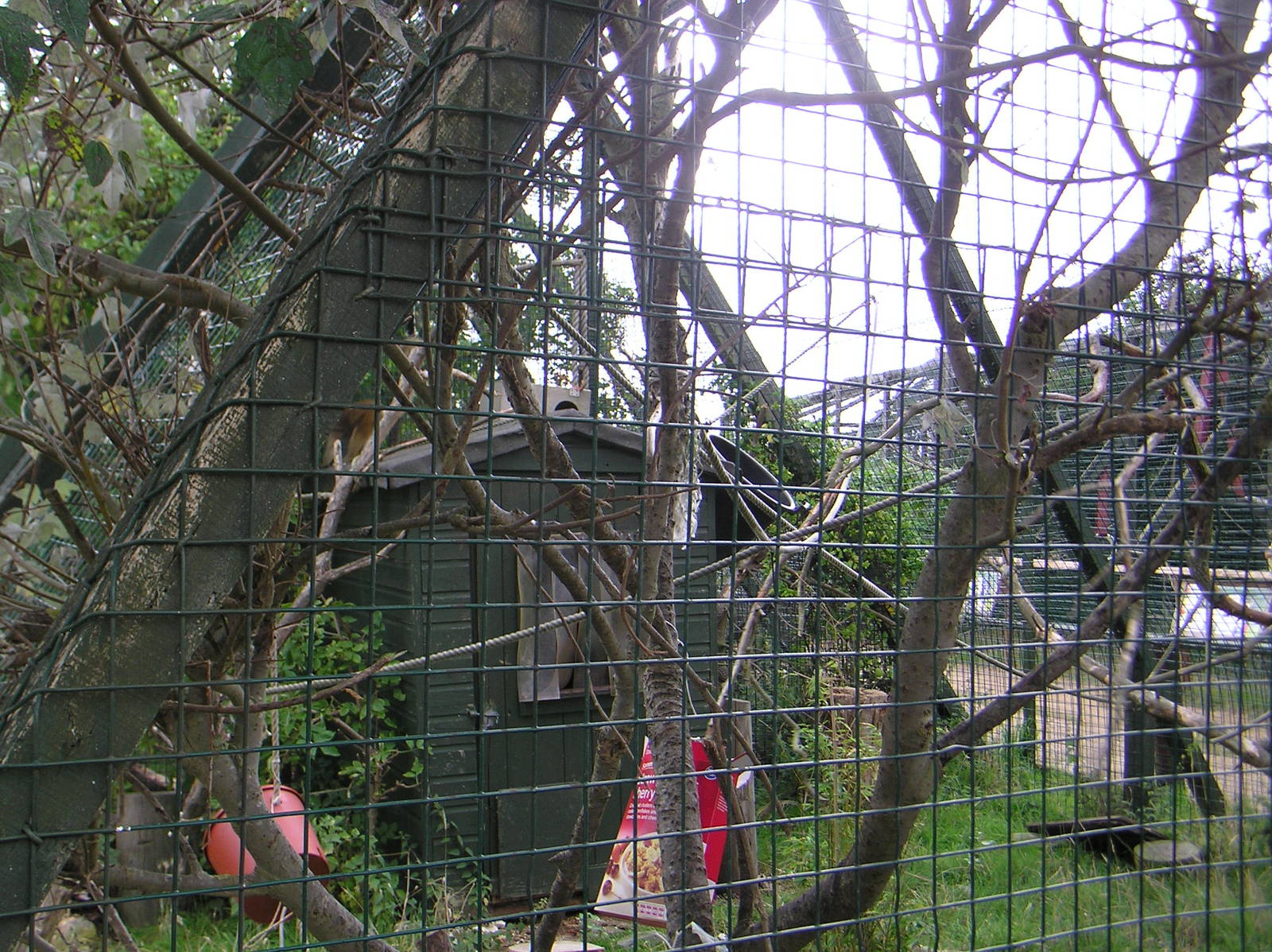Black Lemur Enclosure