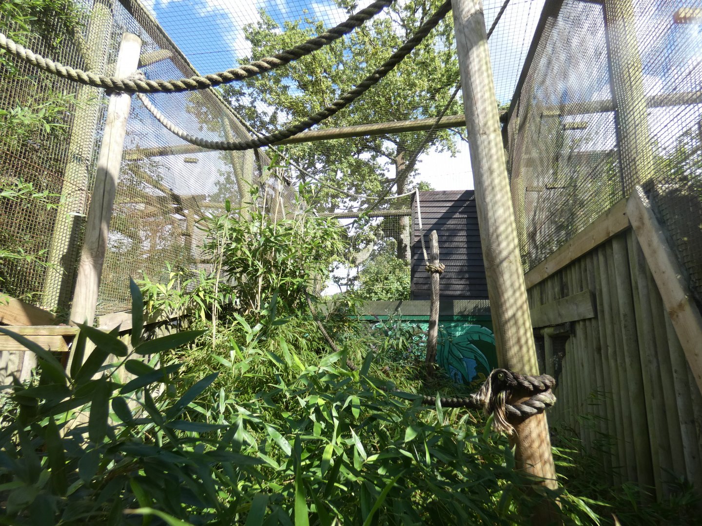 Black lemur enclosure