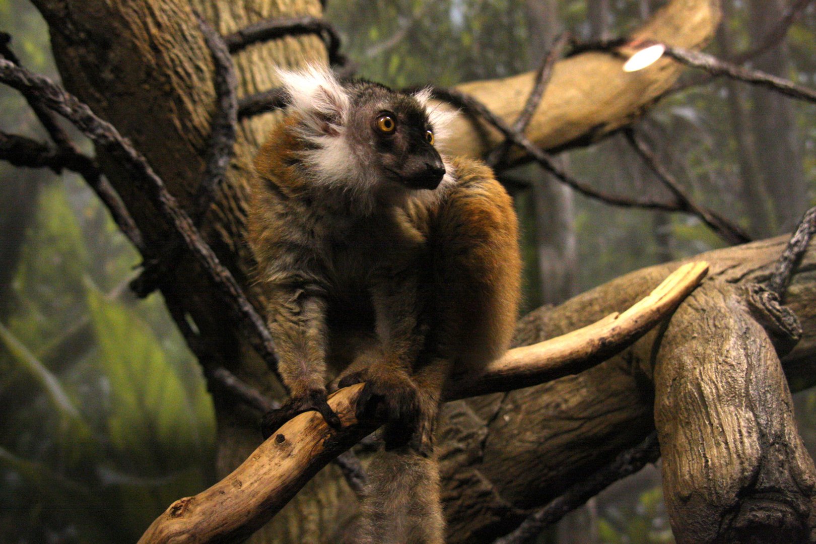 black lemur (Eulemur macaco) 2010