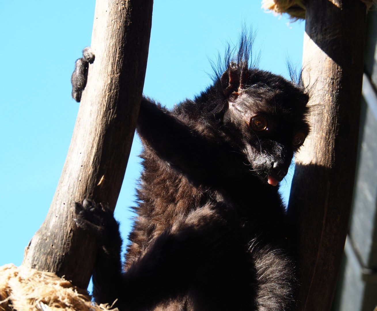 Black lemur (Eulemur macaco), 2019-05-31