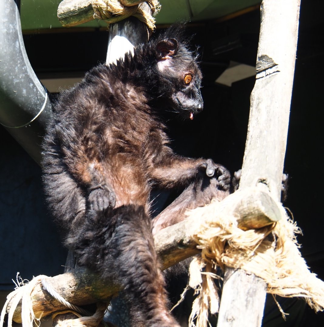 Black lemur (Eulemur macaco), 2019-05-31