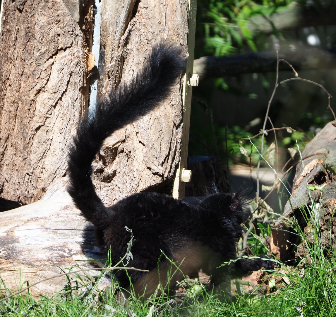 Black lemur (Eulemur macaco), 2020-07-21