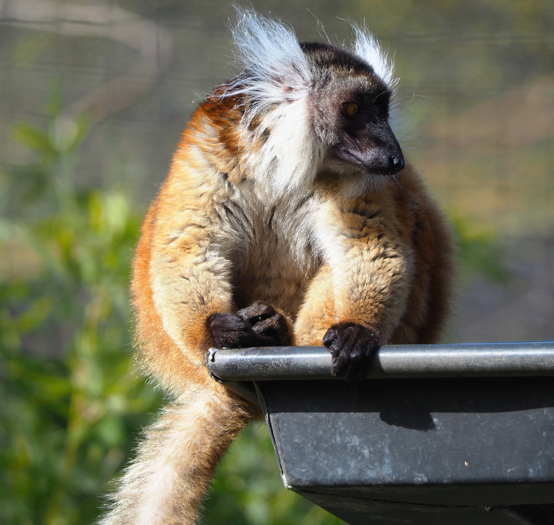 Black lemur (Eulemur macaco), 2022-04-12
