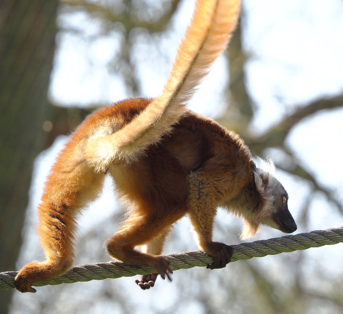Black lemur (Eulemur macaco), 2022-04-12