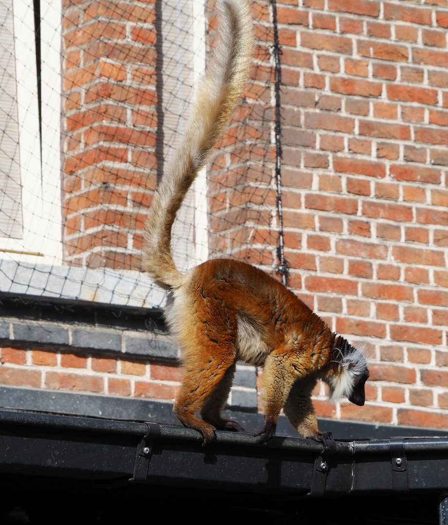 Black lemur (Eulemur macaco), 2022-04-12