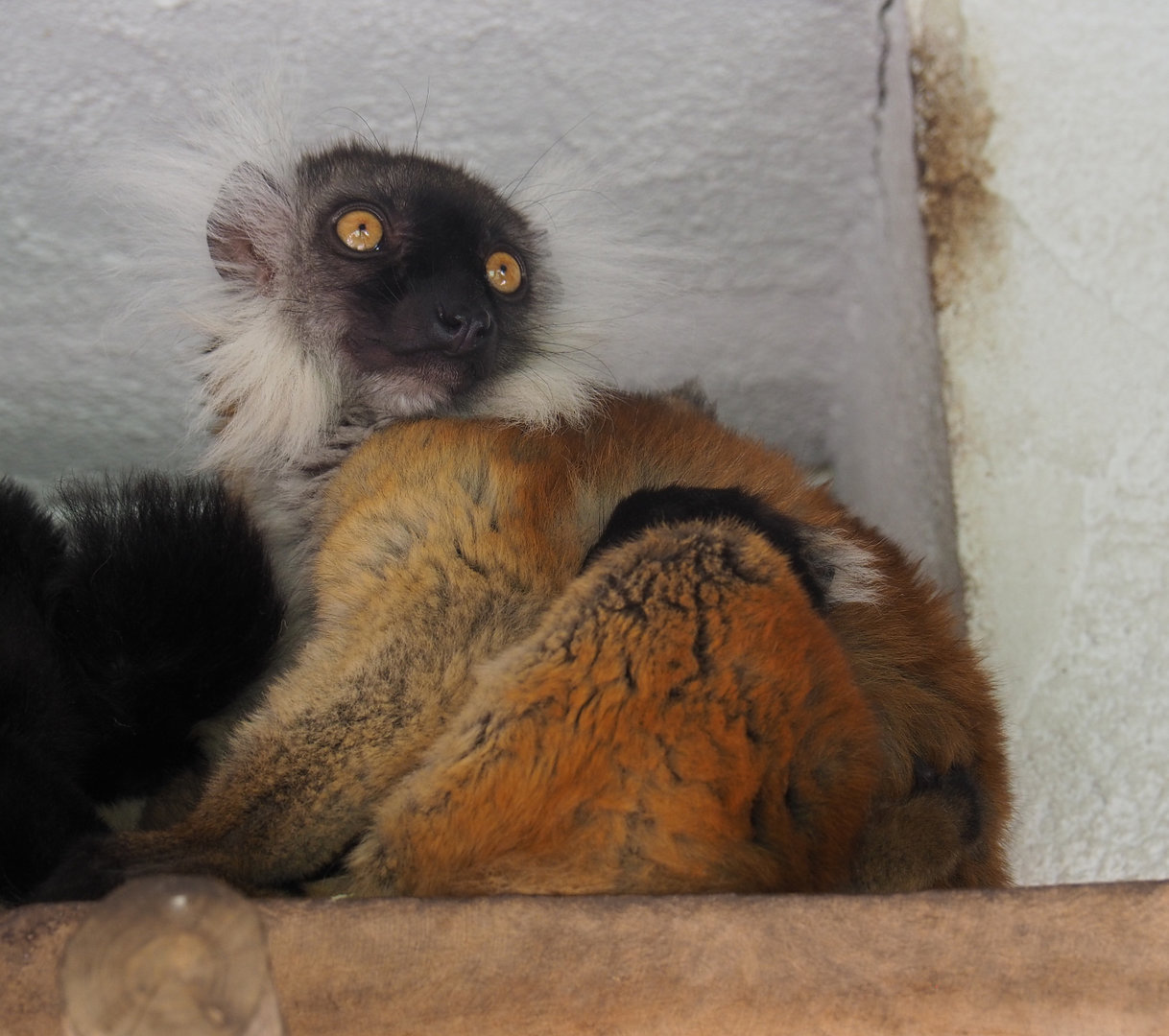 Black lemur (Eulemur macaco), 2022-07-03