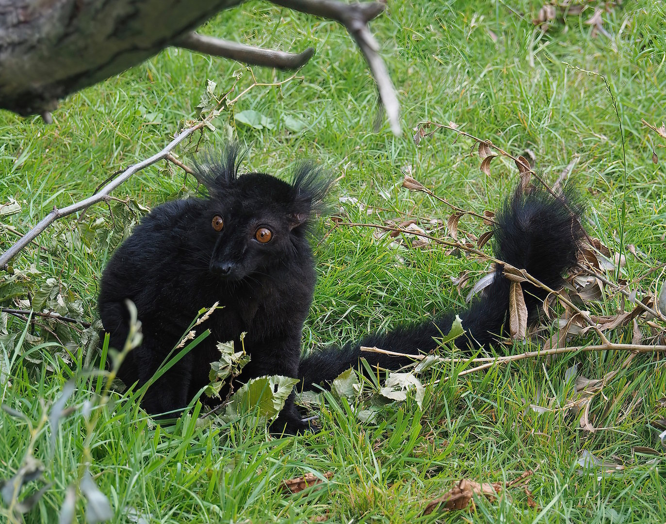Black lemur (Eulemur macaco), 2022-07-16