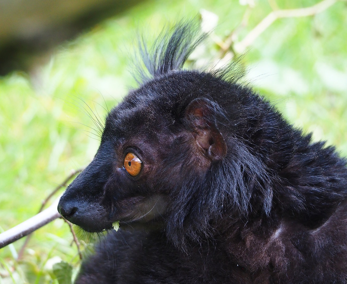 Black lemur (Eulemur macaco), 2022-07-16