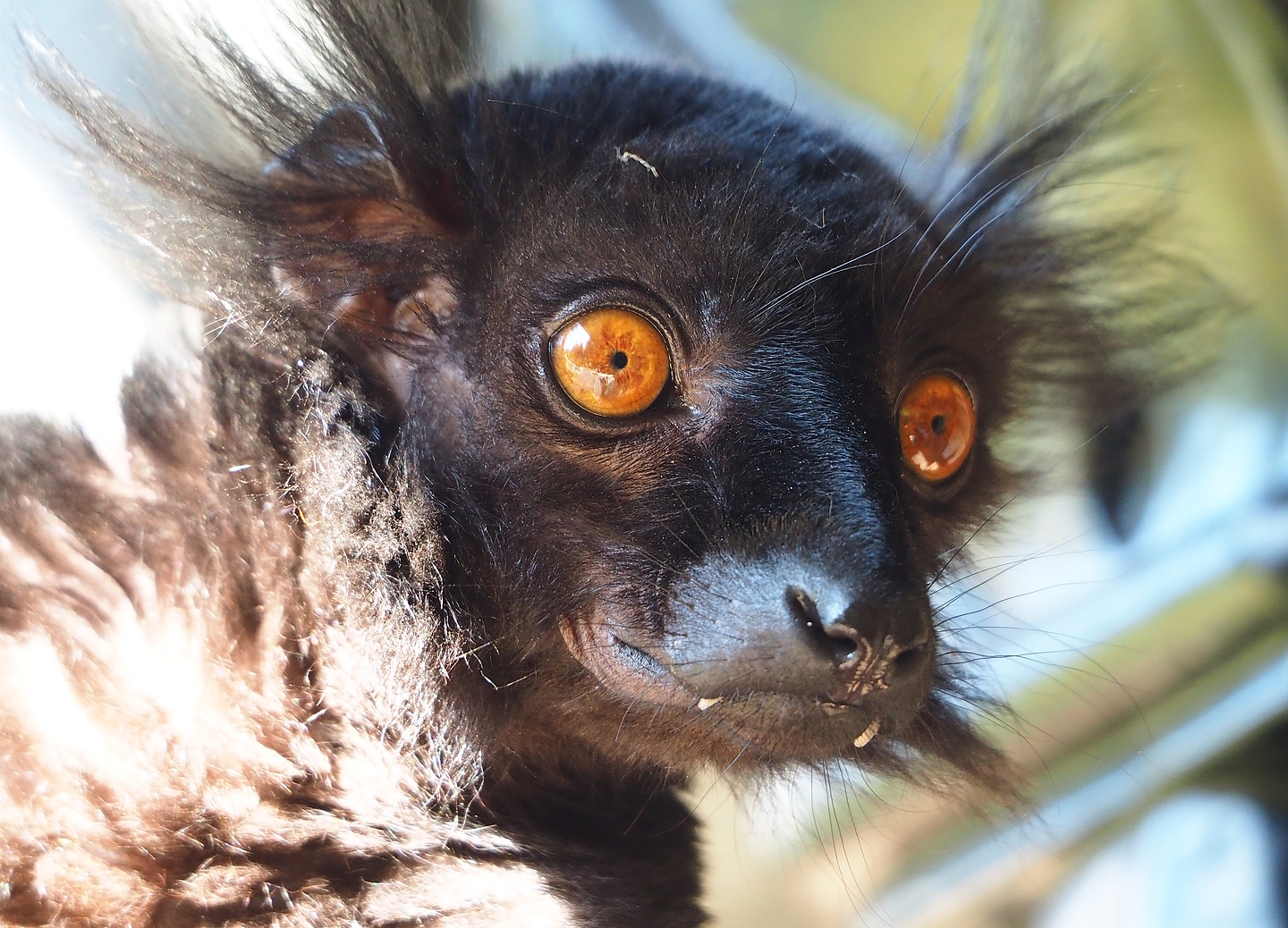 Black lemur (Eulemur macaco), 2022-08-07