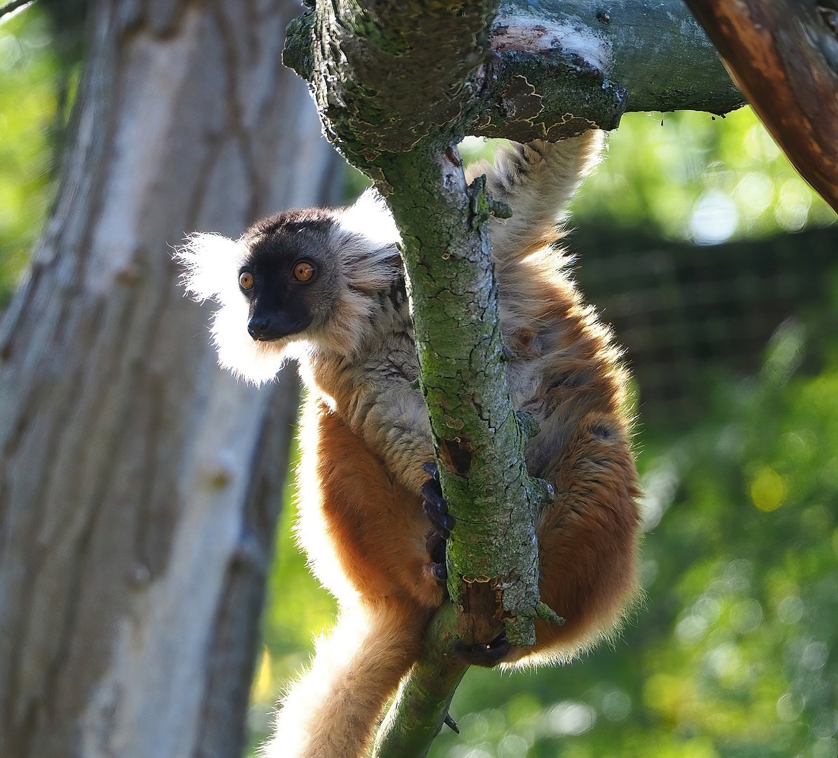 Black lemur (Eulemur macaco), 2022-09-12