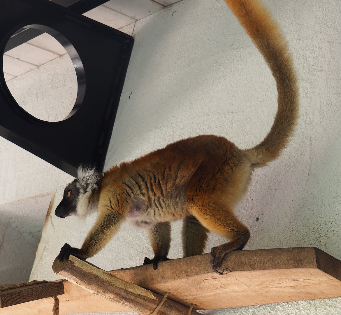 Black lemur (Eulemur macaco), 2022-09-12