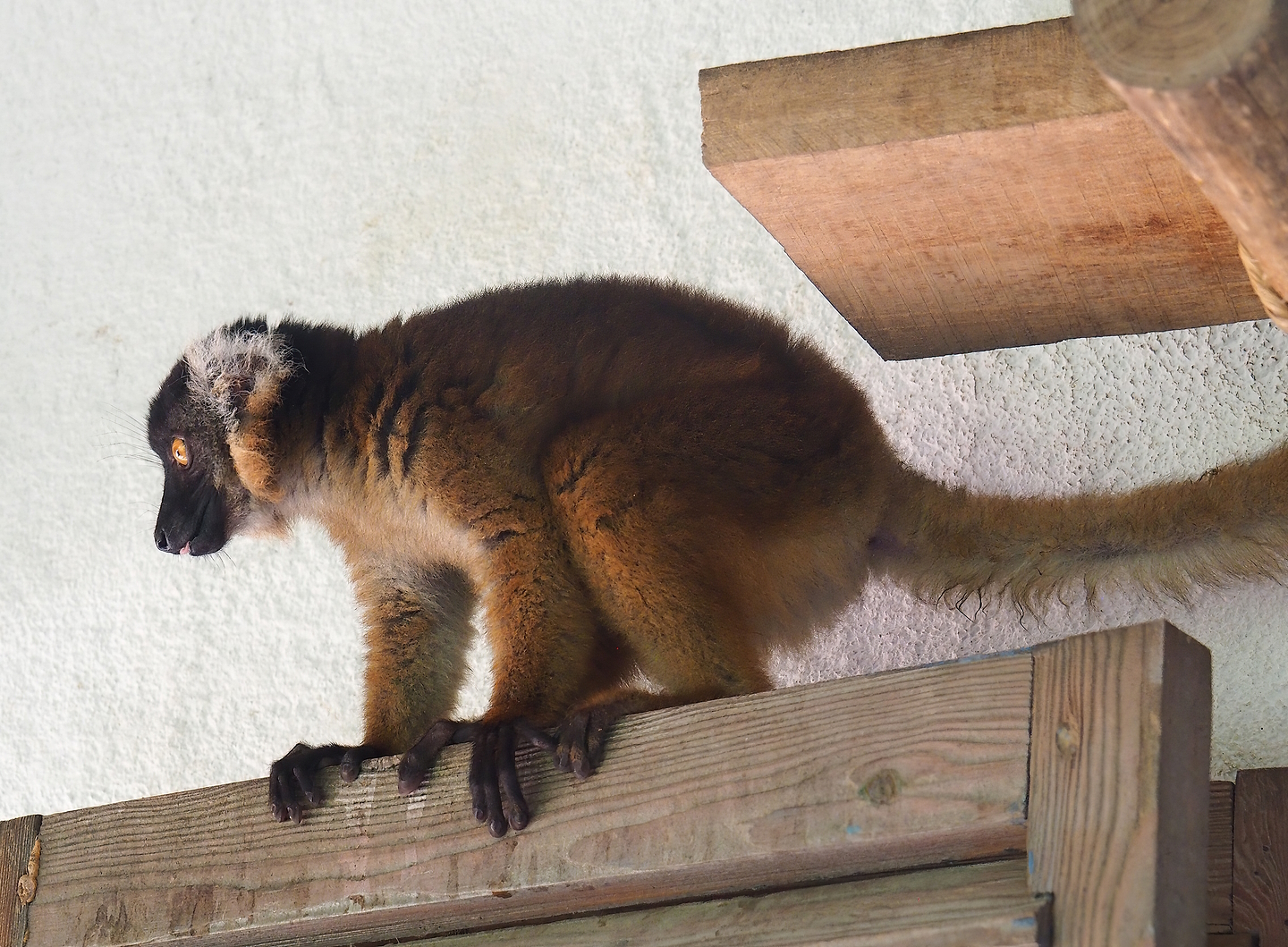 Black lemur (Eulemur macaco), 2022-09-12