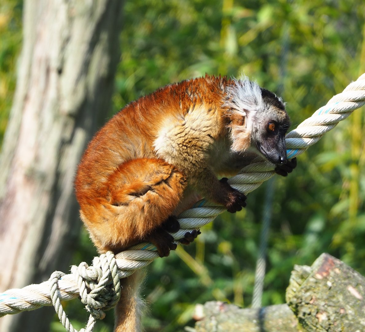 Black lemur (Eulemur macaco), 2023-05-13