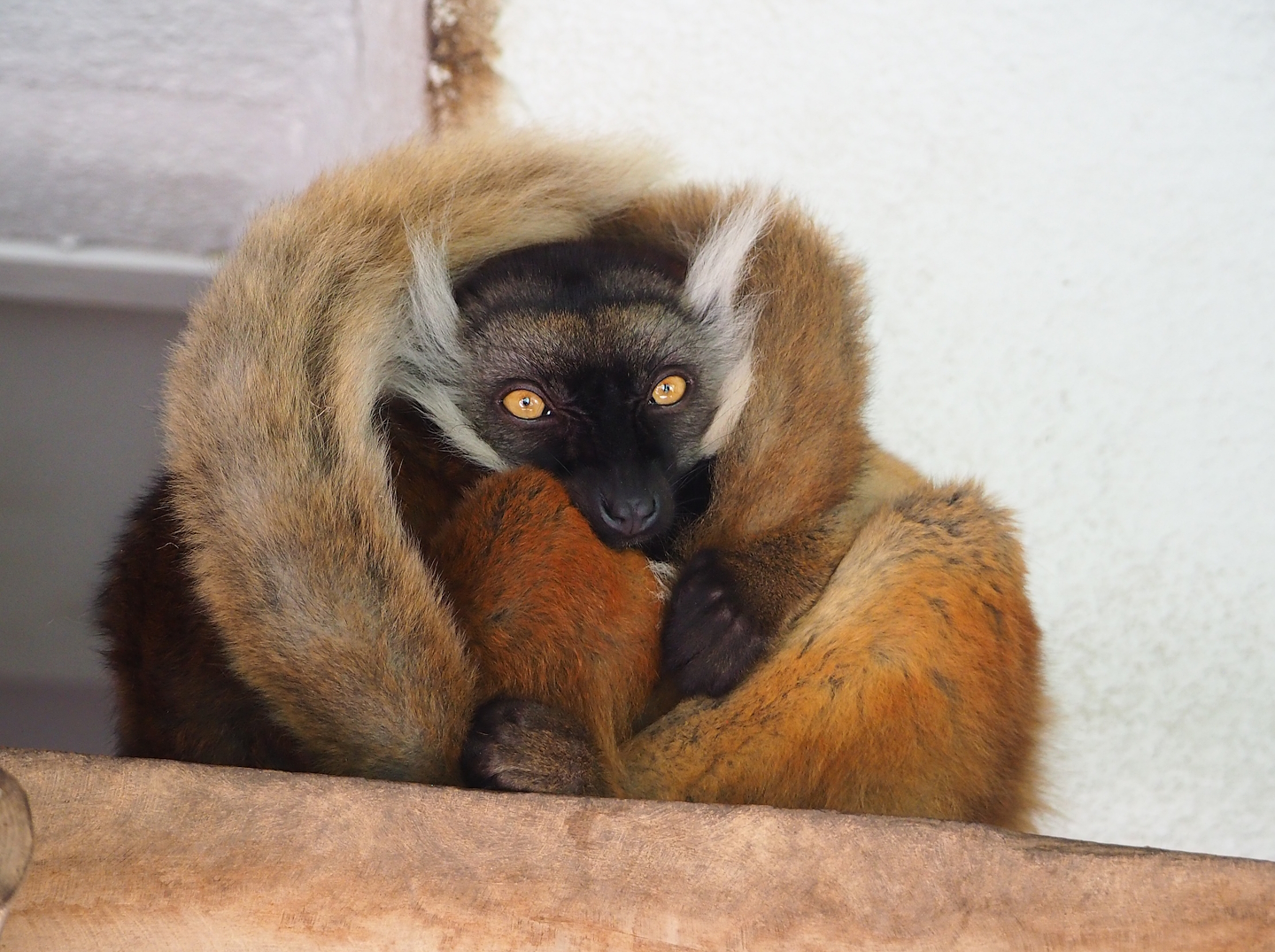 Black lemur (Eulemur macaco), 2023-07-08