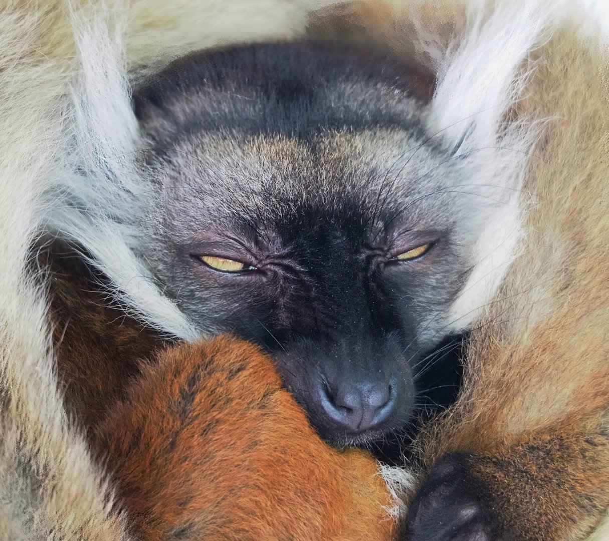 Black lemur (Eulemur macaco), 2023-07-08