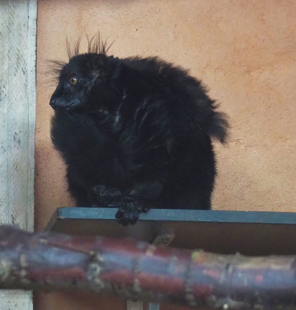 Black lemur (Eulemur macaco), 2023-10-07