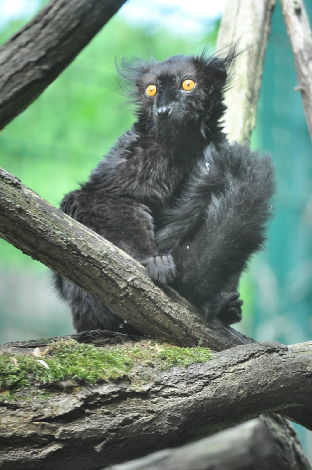 Black lemur (Eulemur macaco macaco)