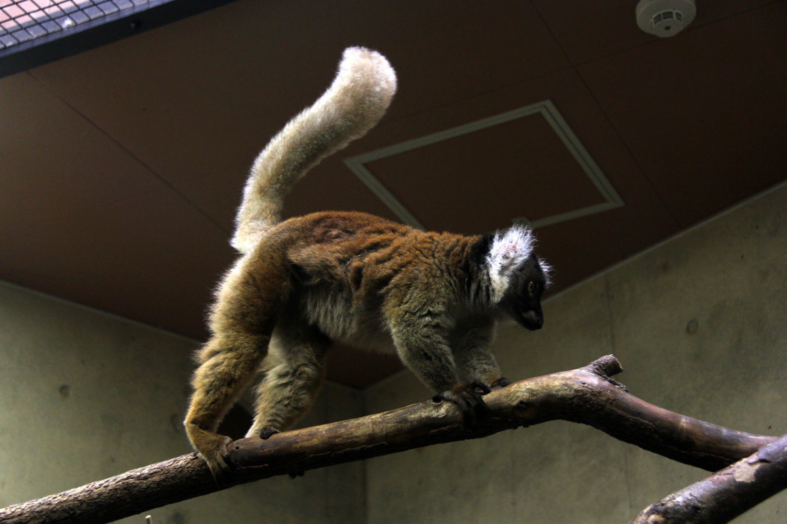 black lemur (Eulemur macaco)