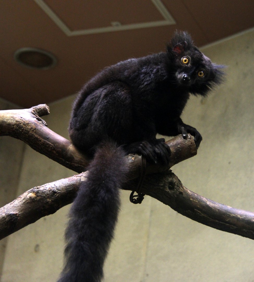 black lemur (Eulemur macaco)