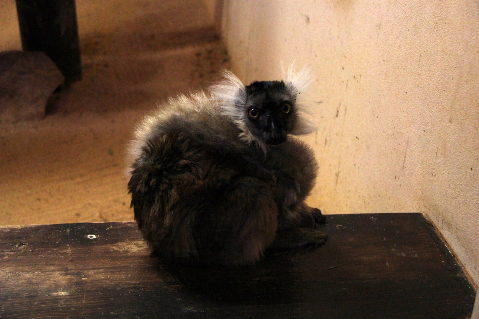 black lemur (Eulemur macaco)