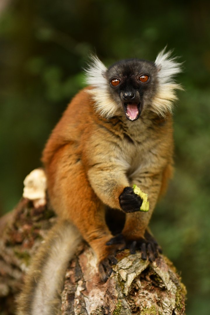 Black lemur (Eulemur macaco)