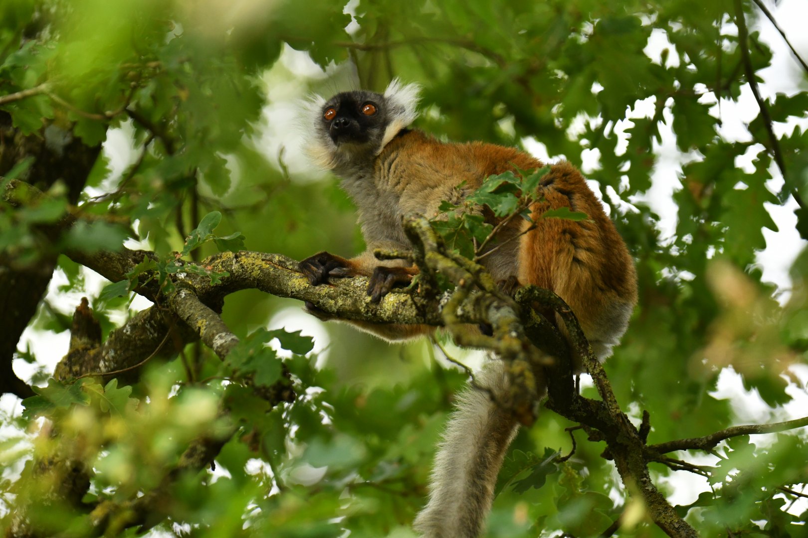 Black lemur (Eulemur macaco)