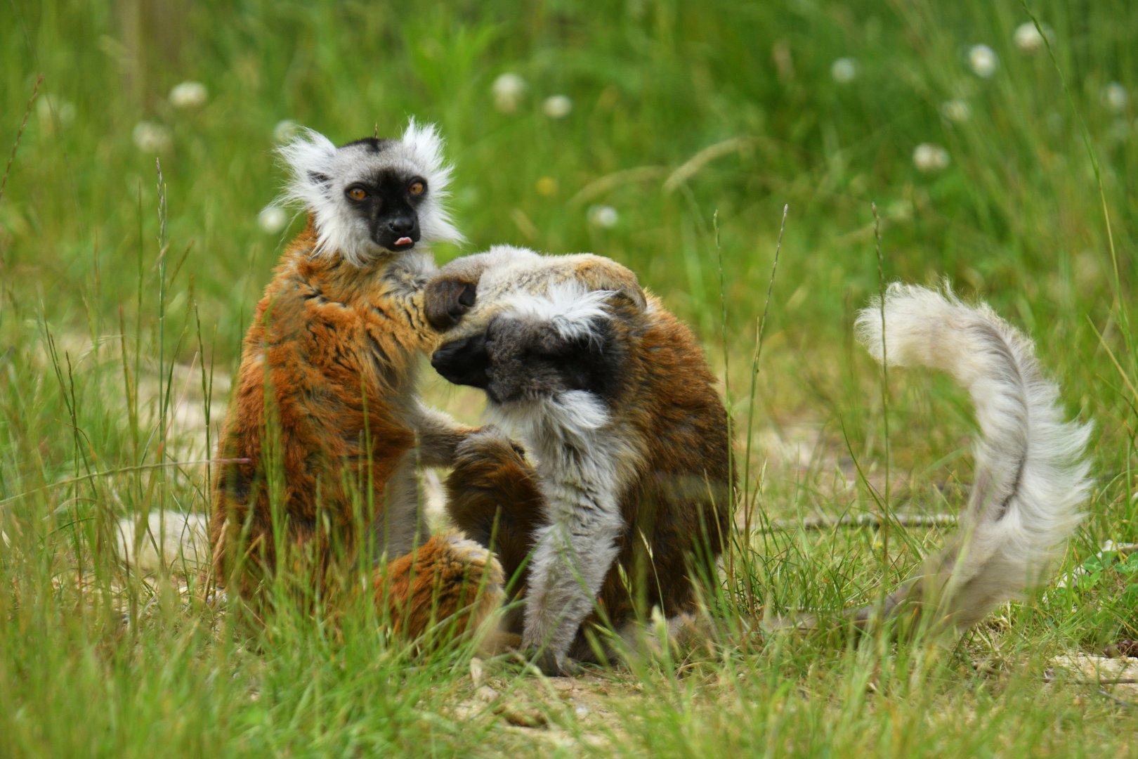 Black lemur (Eulemur macaco)