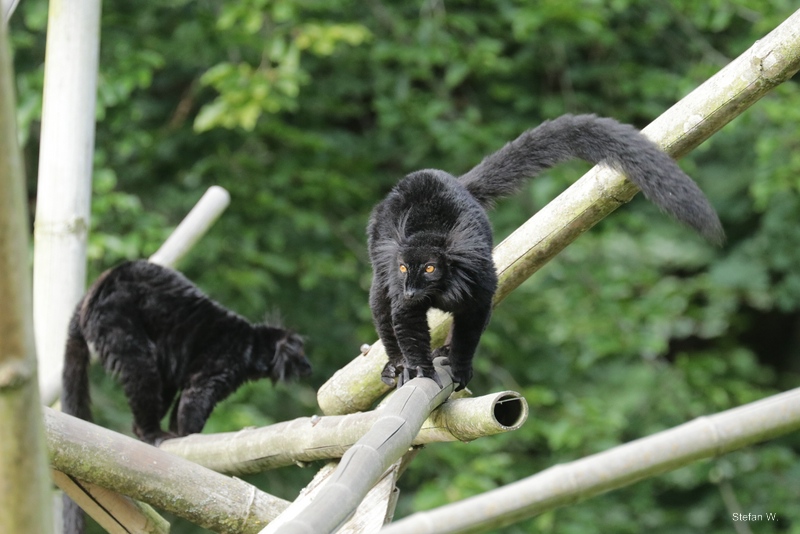 Black Lemur (Eulemur macaco)
