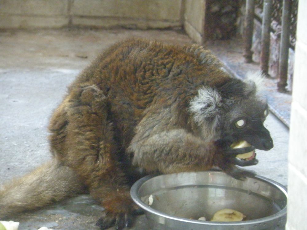 Black Lemur (Eulemur Macaco)