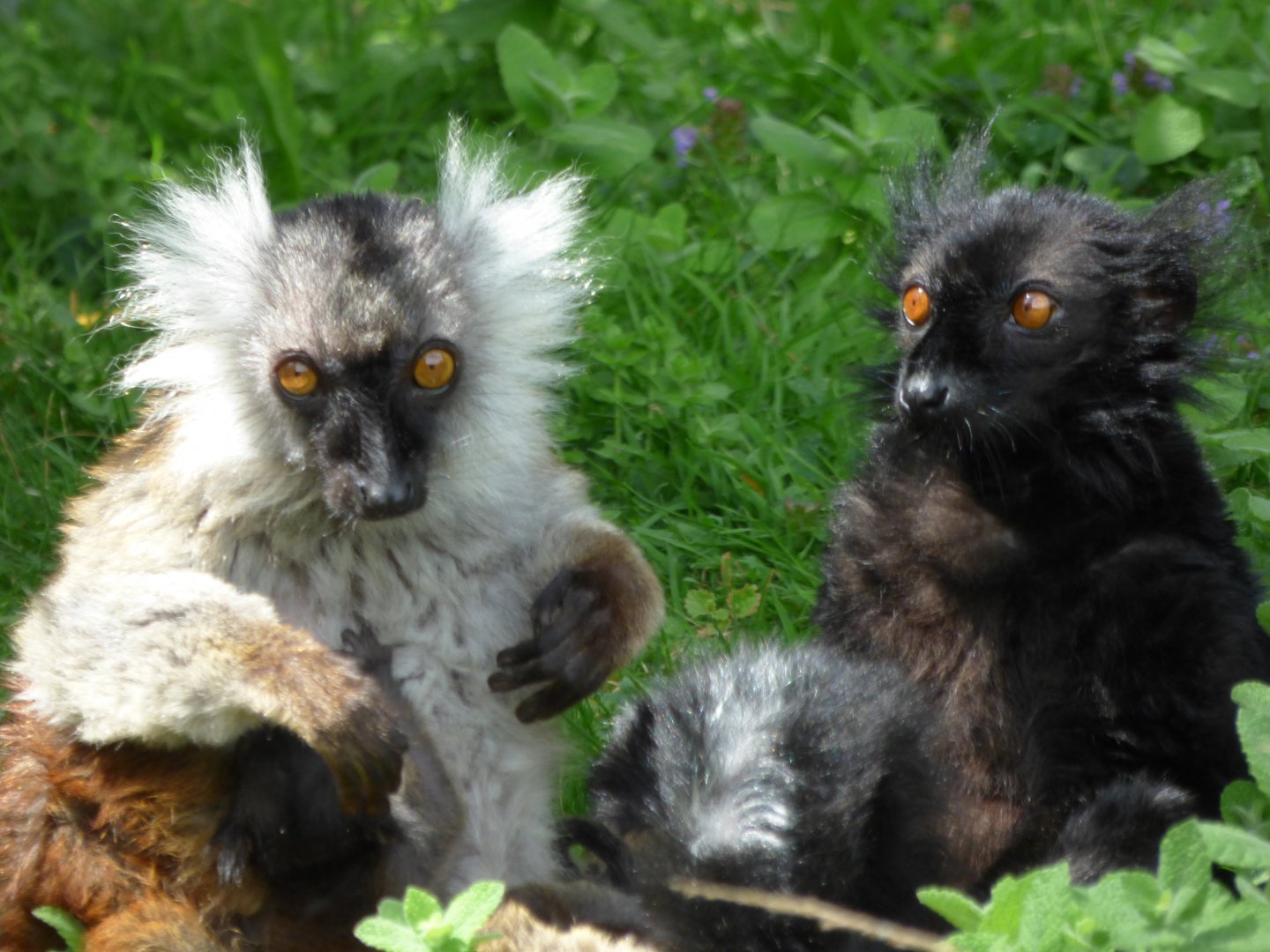 Black lemur (Eulemur macaco)