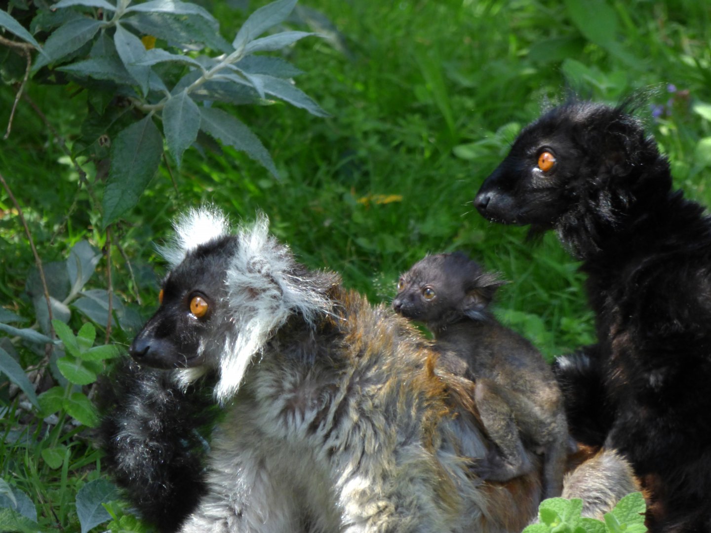 Black lemur (Eulemur macaco)