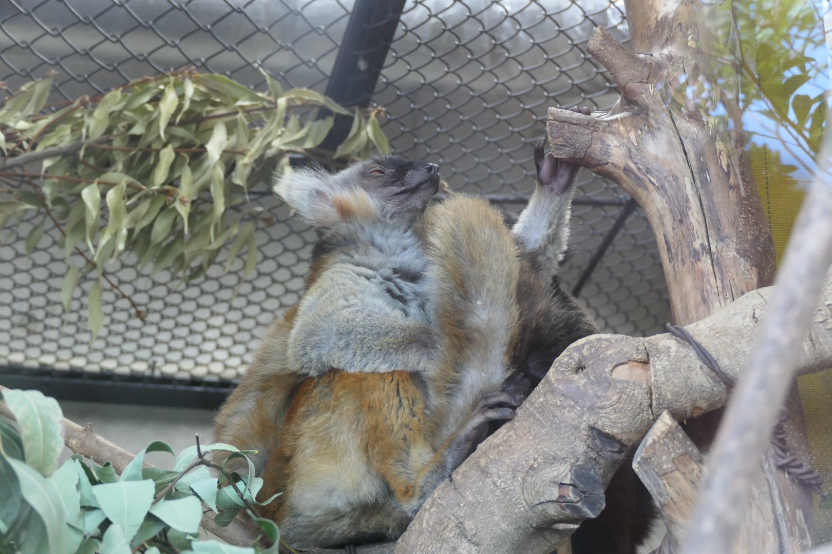 Black Lemur (Eulemur macaco)
