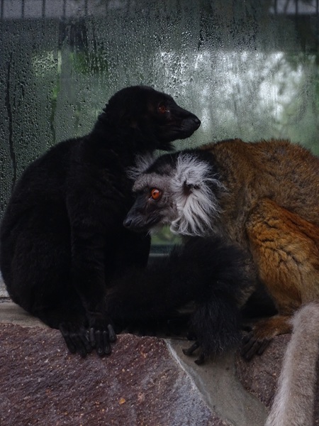 Black lemur (Eulemur macaco)