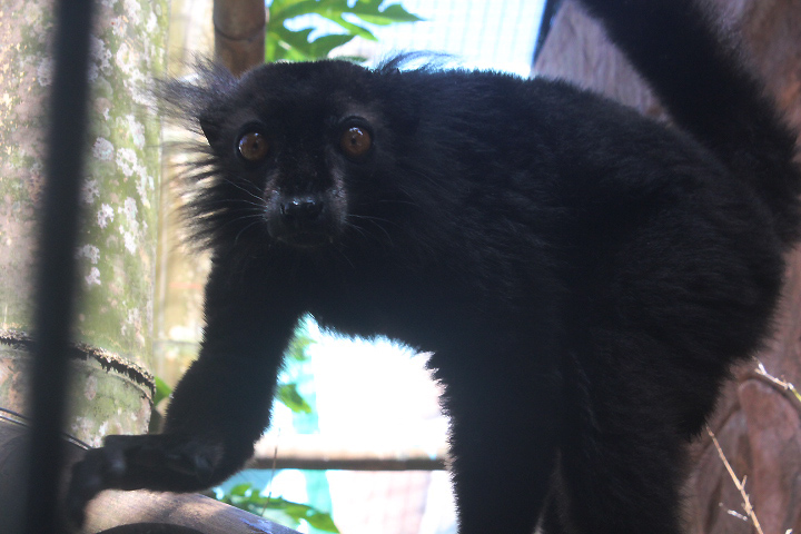 Black lemur (Eulemur macaco)