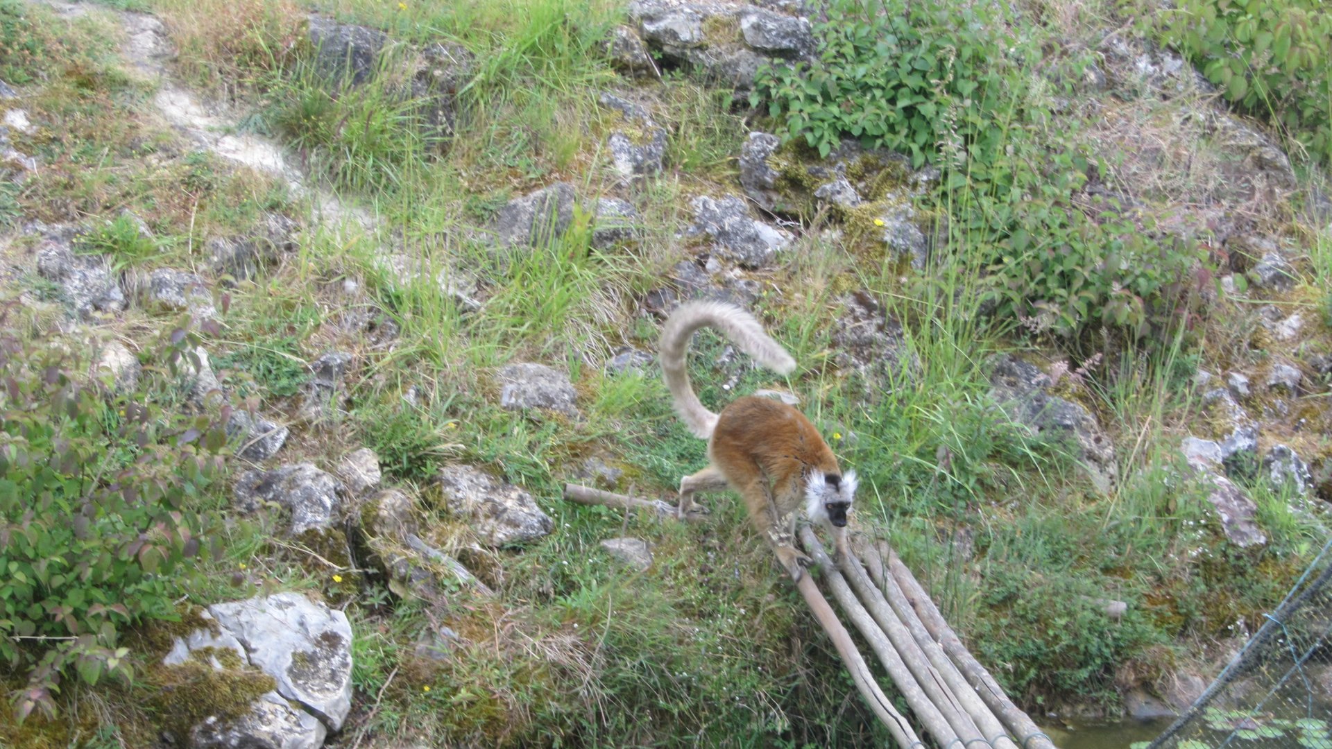 Black lemur (Eulemur macaco)