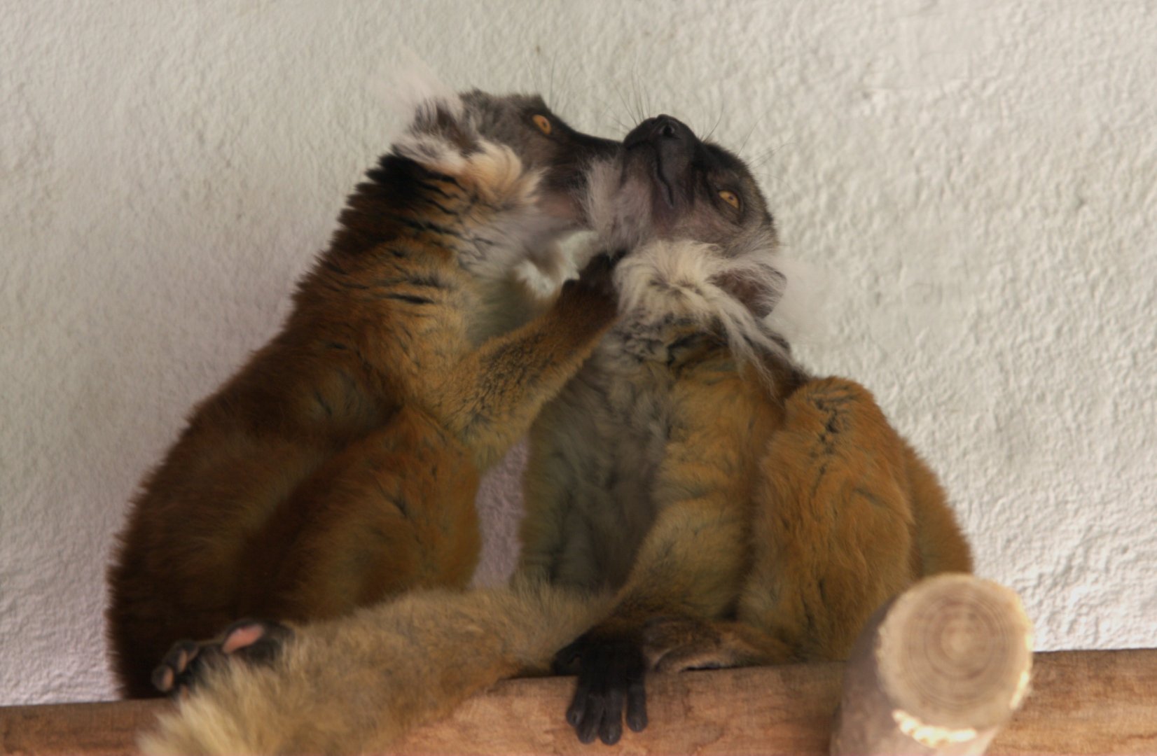 Black Lemur (Eulemur macaco)