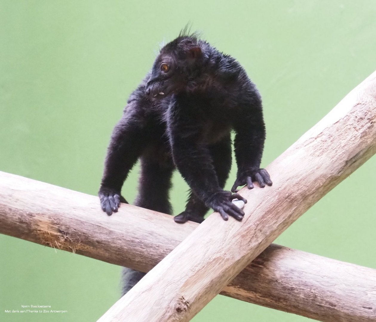 Black lemur (Eulemur macao macao)