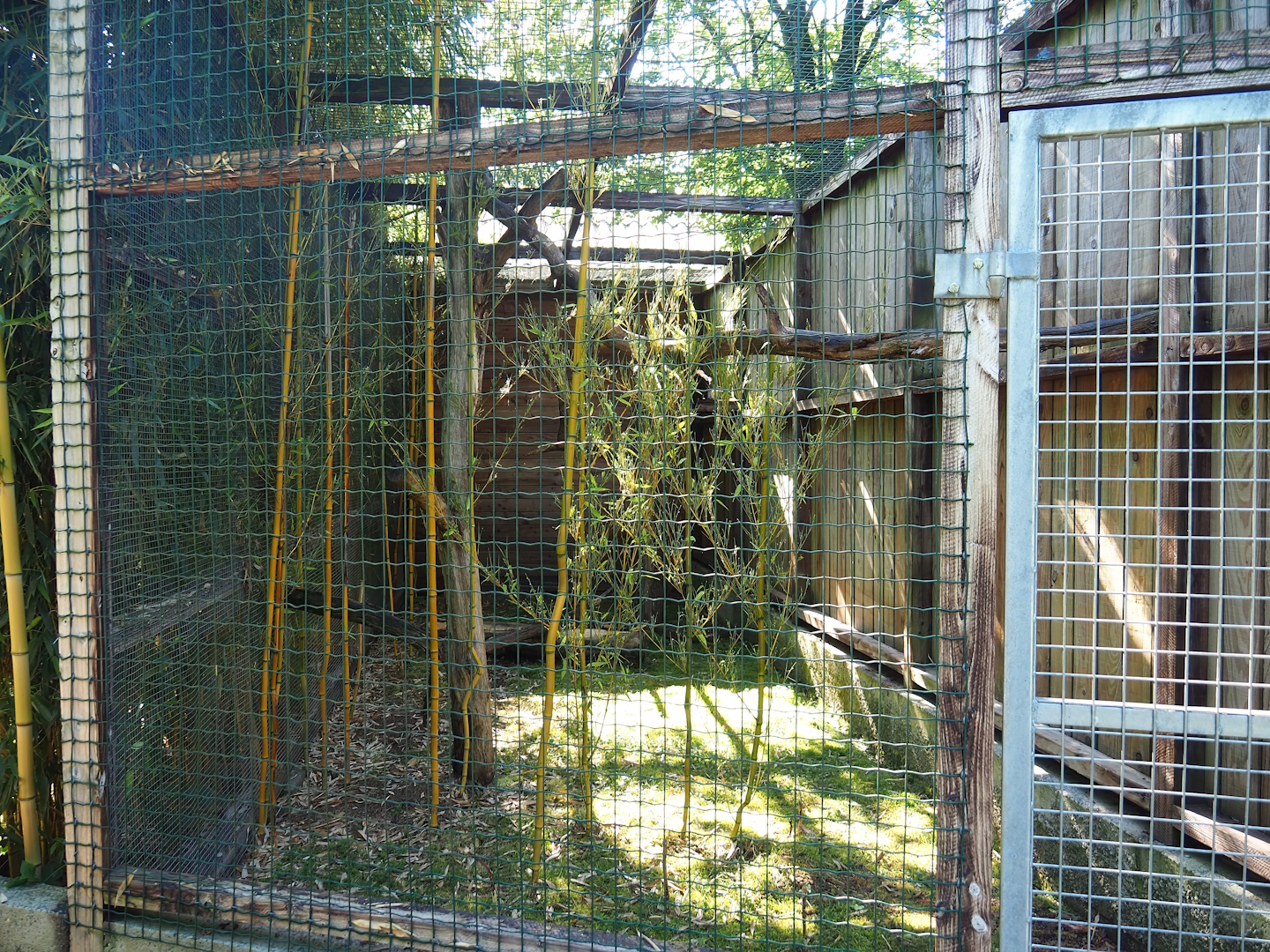 Black lemur exhibit, 2023-06-24