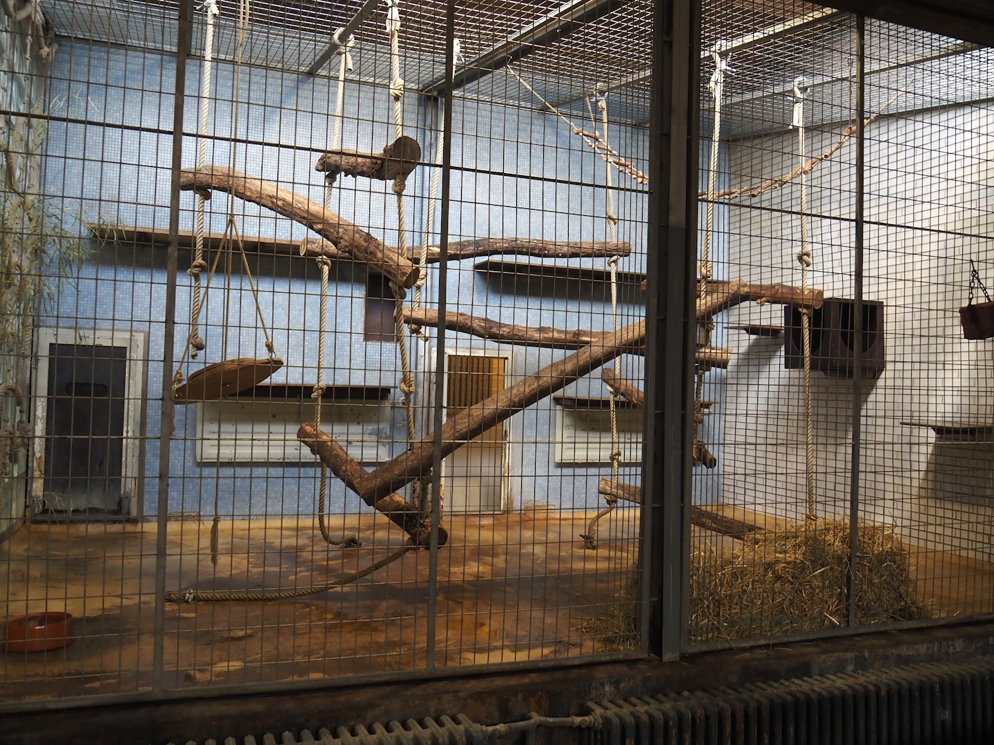 Black lemur exhibit, 2024-06-08