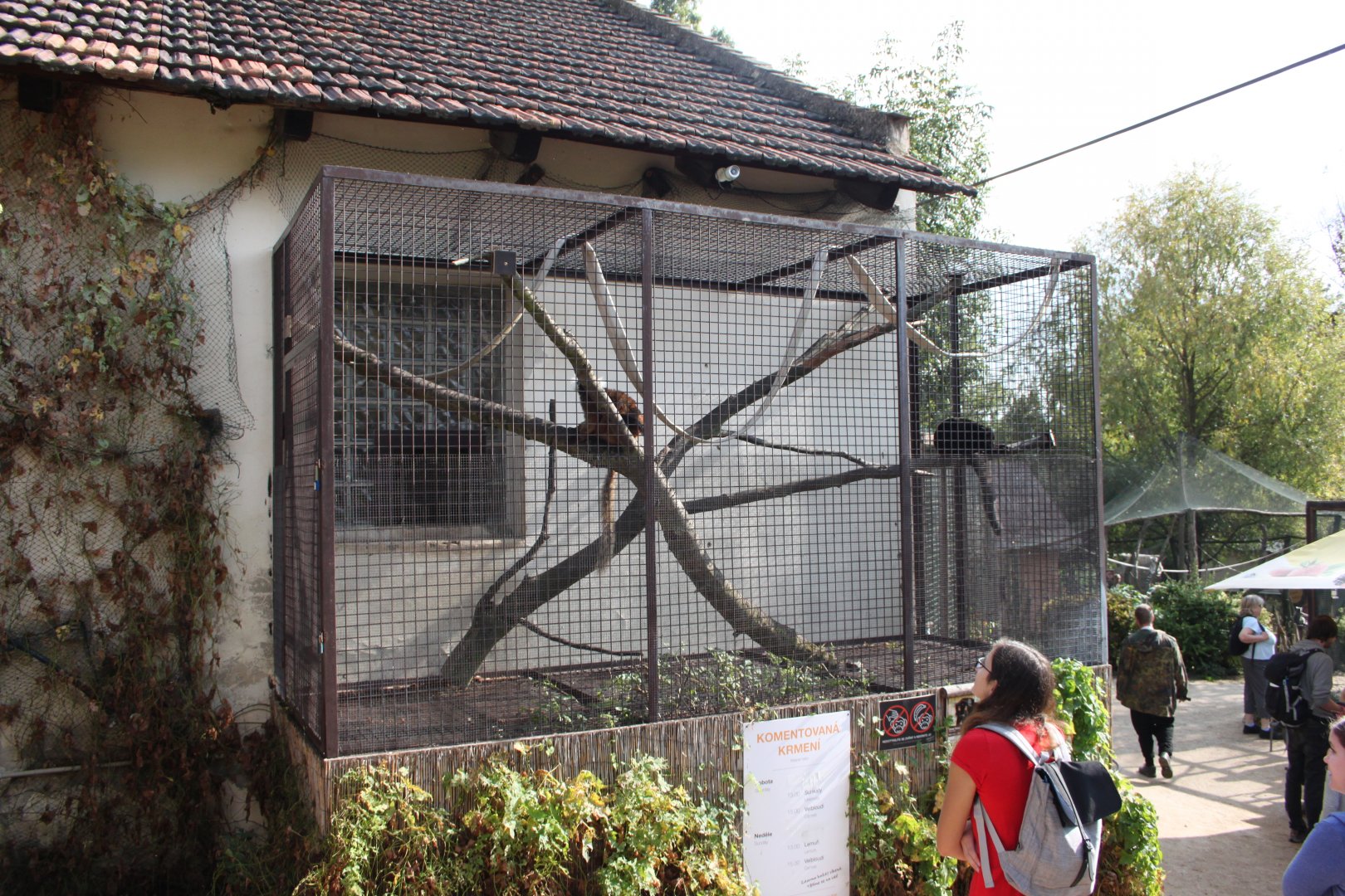 Black lemur exhibit