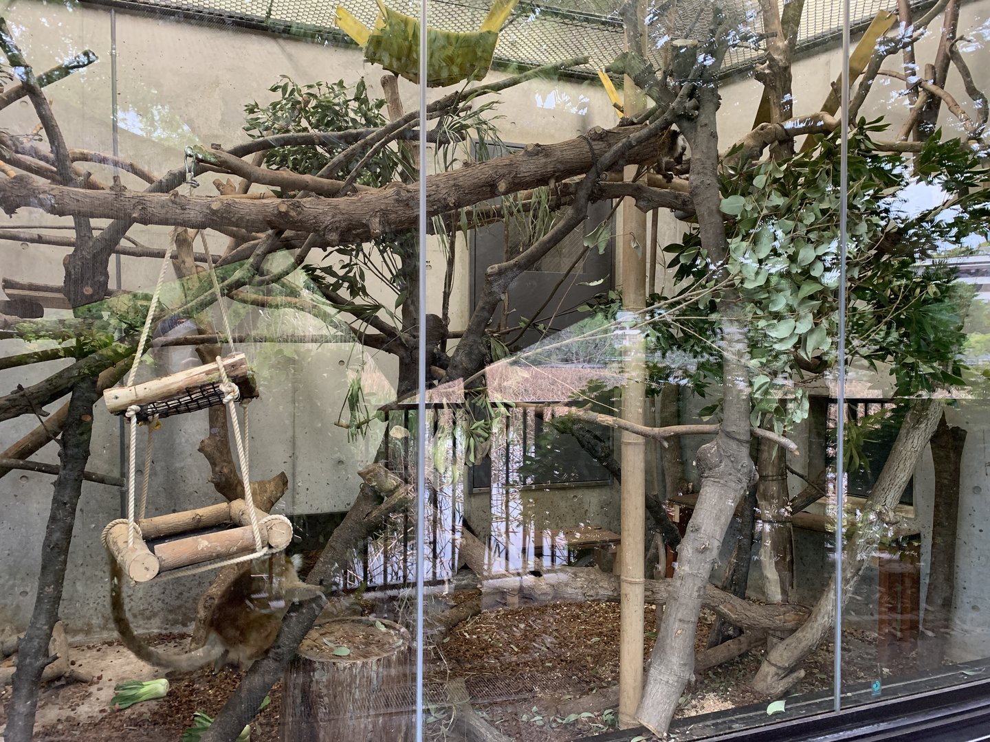 Black Lemur Exhibit