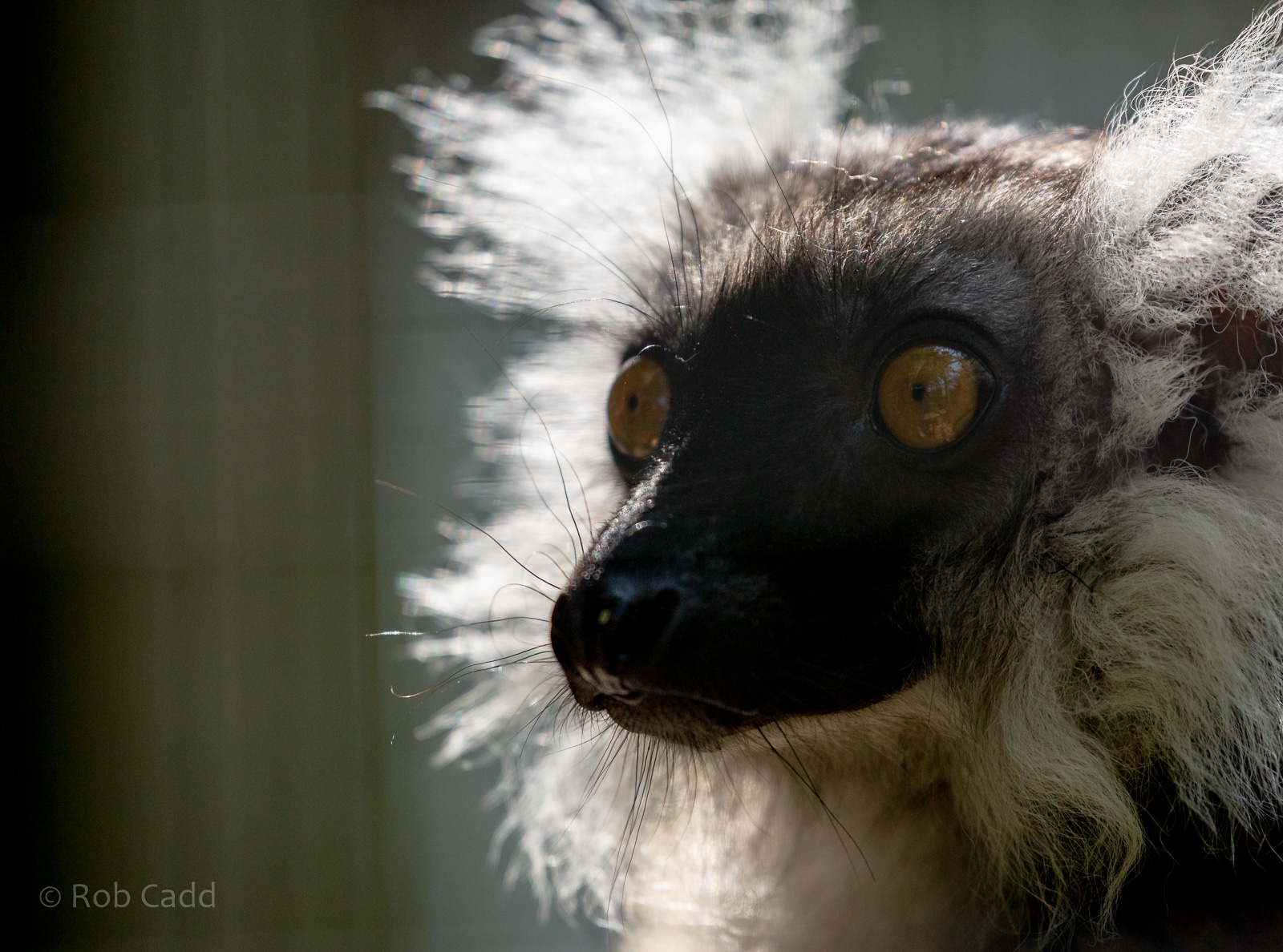 Black lemur : Exmoor Zoo : 16 Sep 2020