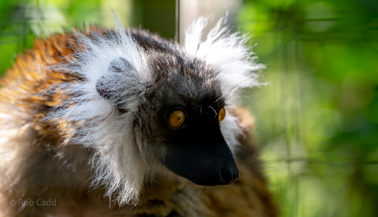 Black lemur : Exmoor Zoo : 16 Sep 2020