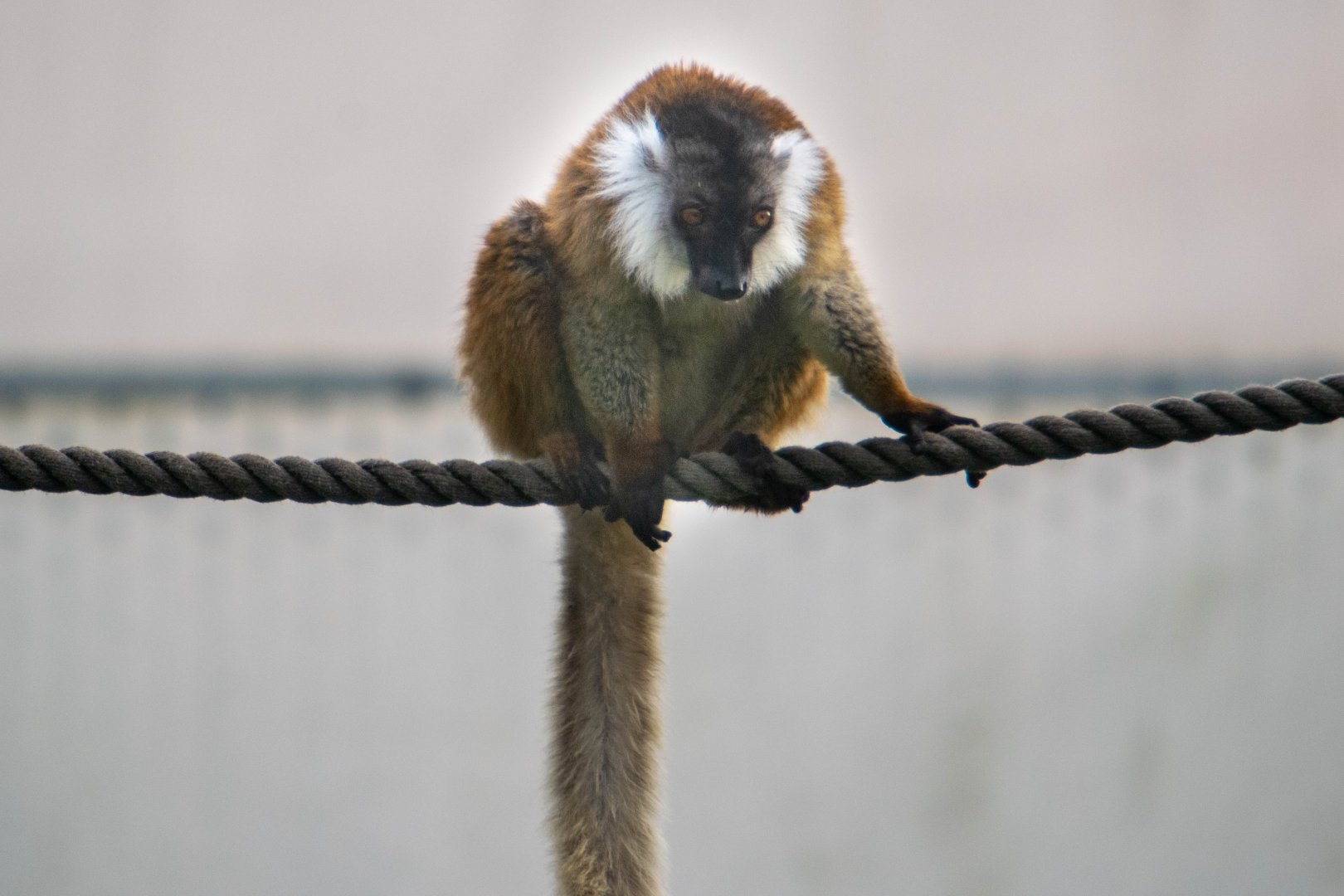 Black Lemur (female)