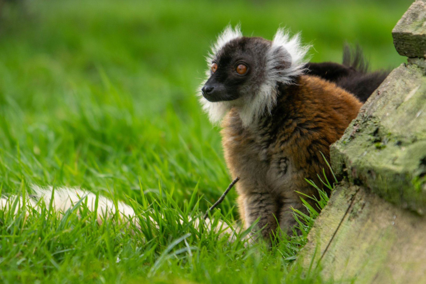 Black Lemur (Female)