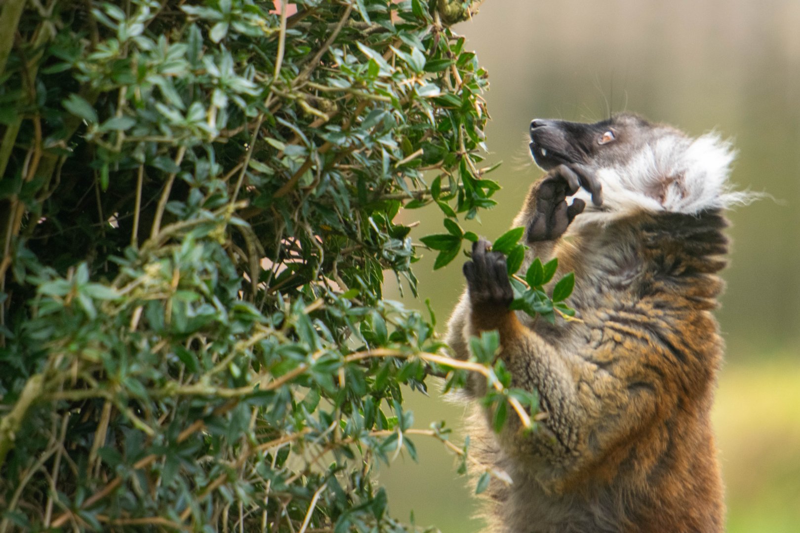 Black Lemur (Female)
