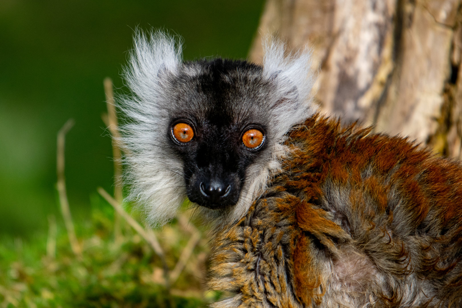 Black Lemur - female